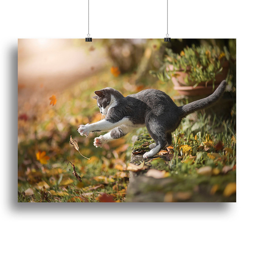 Cat Autumn Play Canvas Print or Poster