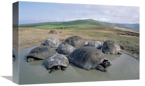 12 x 18 in. Volcan Alcedo Giant Tortoises Wallowing, Alcedo Volcan