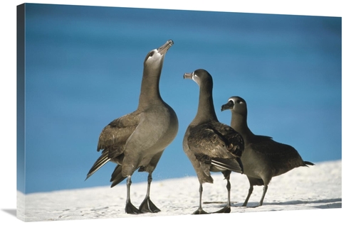 Global Gallery GCS-451437-2436-142 24 x 36 in. Black-Footed Albatross 