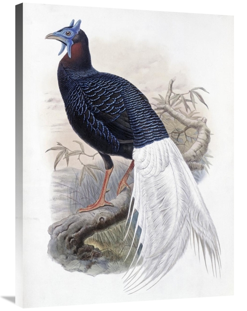 Global Gallery GCS-277747-36-142 36 in. Bulwers Pheasant Art Print - J