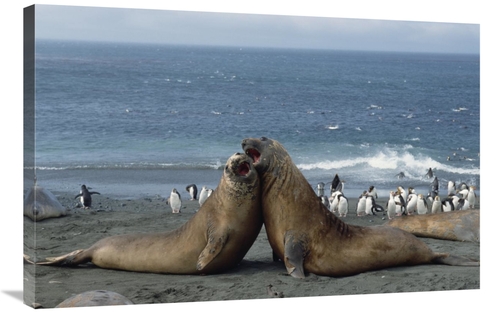 Global Gallery GCS-452454-2436-142 24 x 36 in. Southern Elephant Seal 