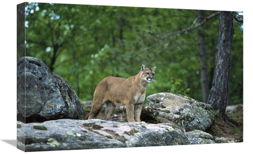 Global Gallery GCS-452560-1624-142 16 x 24 in. Mountain Lion Adult&#44