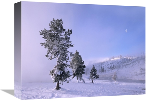 Global Gallery GCS-396829-1216-142 12 x 16 in. Snow-Covered Pines with