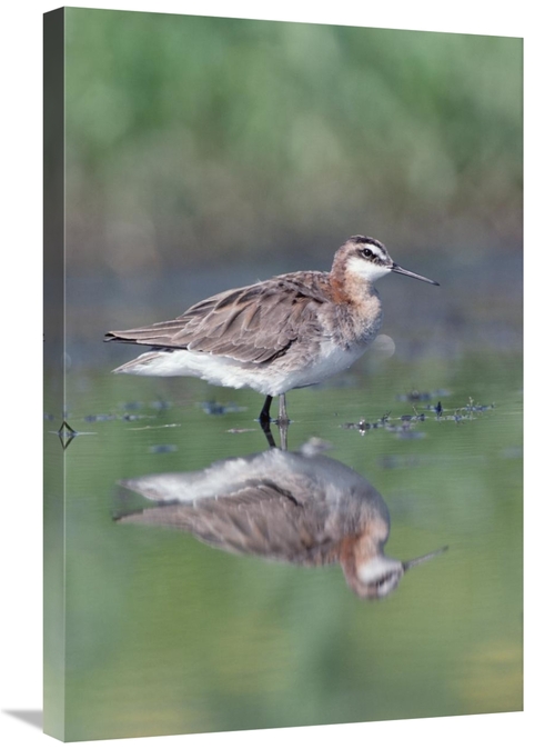 Global Gallery GCS-451972-2030-142 20 x 30 in. Wilsons Phalarope Adult