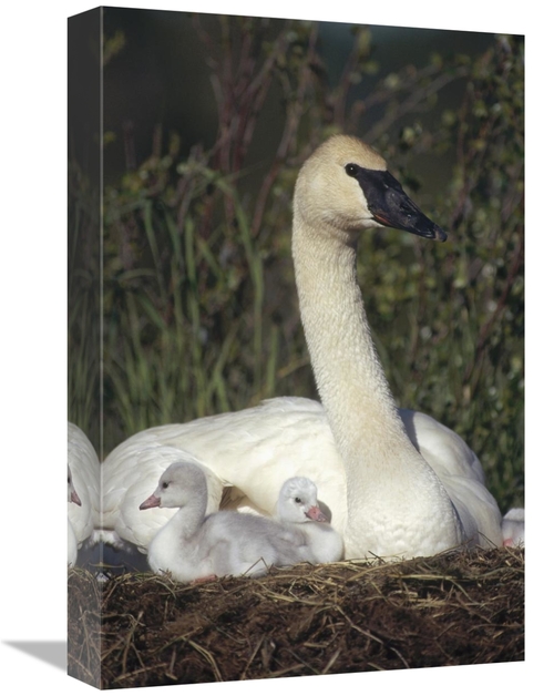 Global Gallery GCS-451887-1218-142 12 x 18 in. Trumpeter Swan Mother o