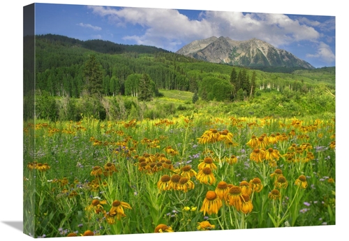 Global Gallery GCS-397112-1824-142 18 x 24 in. Orange Sneezeweed Bloom