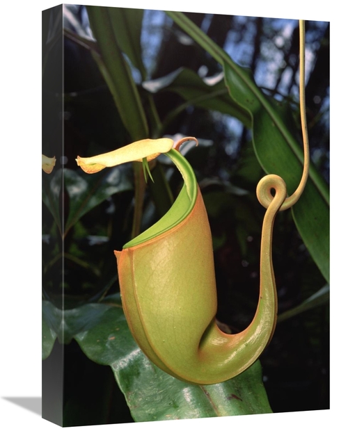 Global Gallery GCS-451010-1218-142 12 x 18 in. Pitcher Plant Traps&#44