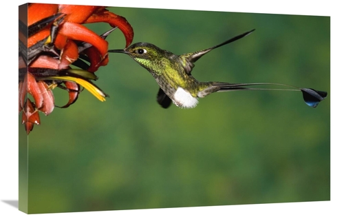 Global Gallery GCS-398314-2030-142 20 x 30 in. Booted Racket-Tail Humm
