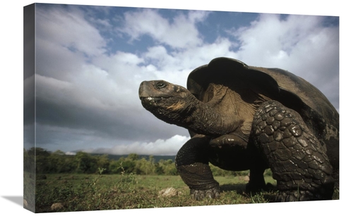 Global Gallery GCS-451167-1624-142 16 x 24 in. Galapagos Giant Tortois