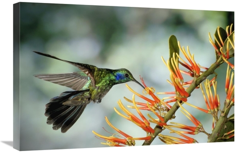 Global Gallery GCS-397244-2030-142 20 x 30 in. Green Violet-Ear Hummin