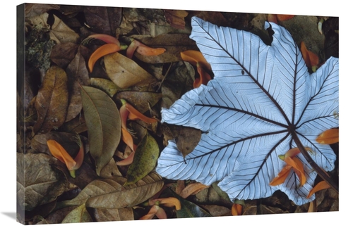 Global Gallery GCS-395776-2436-142 24 x 36 in. Cecropia Leaf Atop Lobs