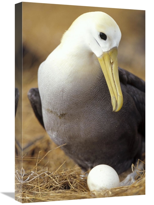 Global Gallery GCS-451404-1624-142 16 x 24 in. Waved Albatross Incubat