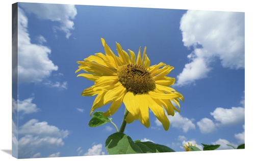 Global Gallery GCS-398486-2436-142 24 x 36 in. Common Sunflower with B