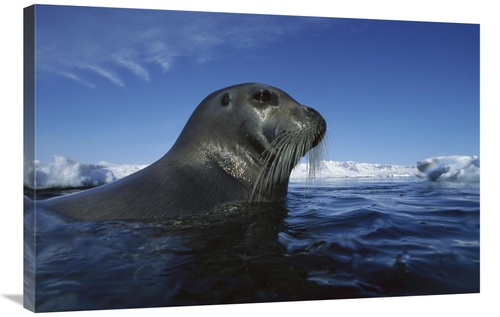 Global Gallery GCS-450927-2436-142 24 x 36 in. Bearded Seal Surfacing&