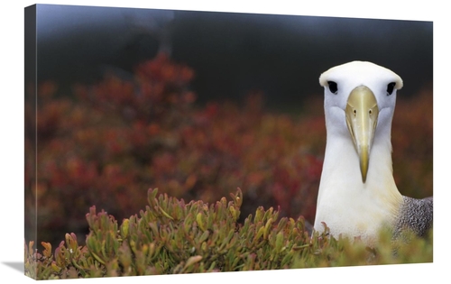 Global Gallery GCS-451361-2030-142 20 x 30 in. Waved Albatross Portrai