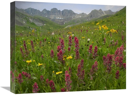 Global Gallery GCS-396377-1620-142 16 x 20 in. Indian Paintbrush Meado