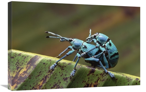 Global Gallery GCS-452770-2030-142 20 x 30 in. True Weevil Pair Mating