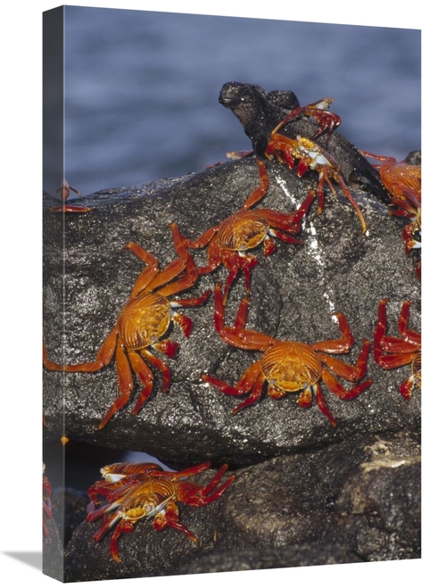 Global Gallery GCS-451194-1624-142 16 x 24 in. Sally Lightfoot Crabs &