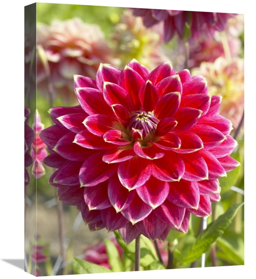 Global Gallery GCS-398349-1620-142 16 x 20 in. Dahlia Optimist Variety