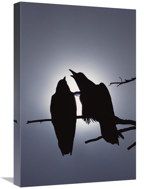 Global Gallery GCS-451899-1624-142 16 x 24 in. Common Raven Pair Perch