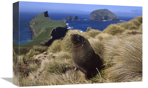 12 x 18 in. Hookers Sea Lion Bull Searching for Females Hiding in Gras