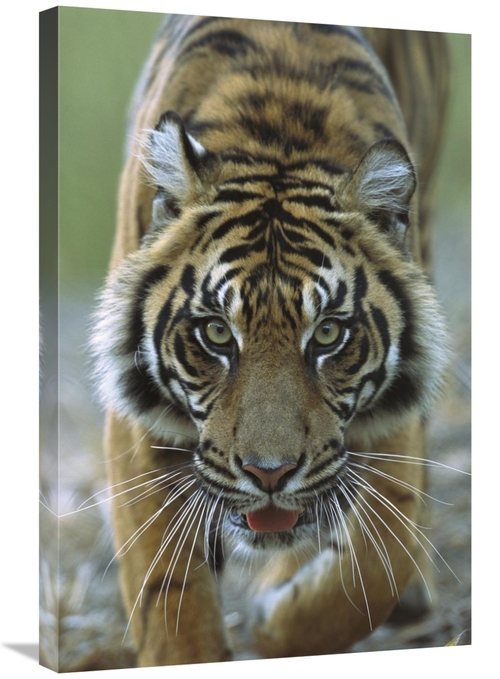 Global Gallery GCS-398162-2030-142 20 x 30 in. Sumatran Tiger Close-Up