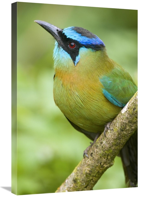 Global Gallery GCS-397275-2030-142 20 x 30 in. Blue-Crowned Motmot,