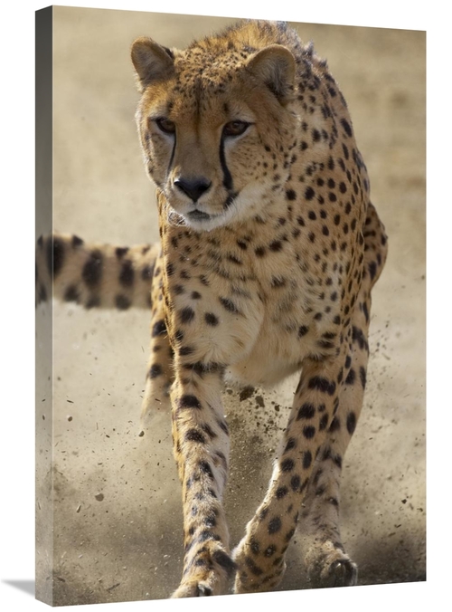Global Gallery GCS-450867-2030-142 20 x 30 in. Cheetah Running, Th