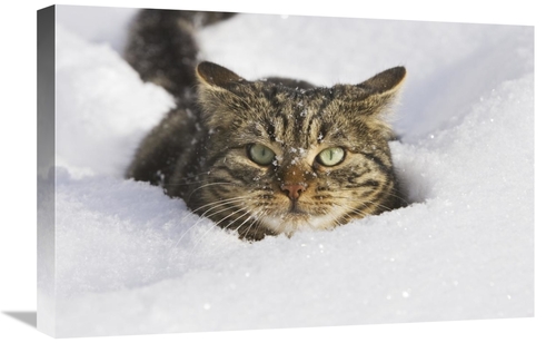 Global Gallery GCS-452584-1624-142 16 x 24 in. House Cat in Deep Snow&