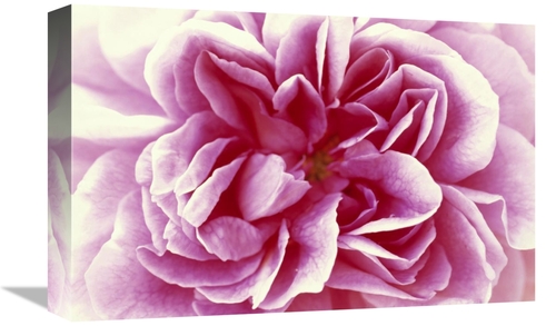 Global Gallery GCS-398281-1218-142 12 x 18 in. Rose Detail of Opening 