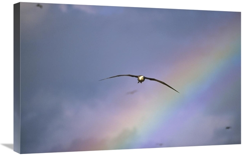 Global Gallery GCS-451364-2030-142 20 x 30 in. Waved Albatross Soaring