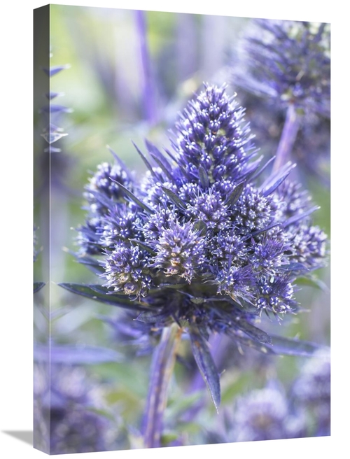 Global Gallery GCS-398383-1624-142 16 x 24 in. Plains Eryngo Bethlehem