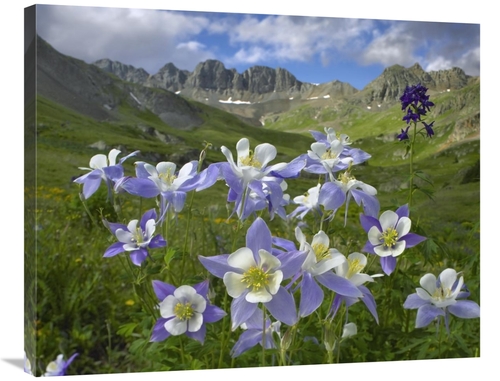Global Gallery GCS-396507-2835-142 28 x 35 in. Colorado Blue Columbine
