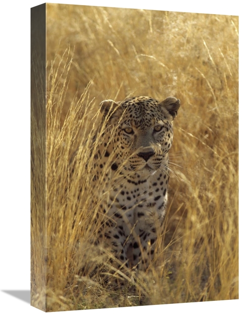 Global Gallery GCS-452472-1218-142 12 x 18 in. Leopard in Grass Countr