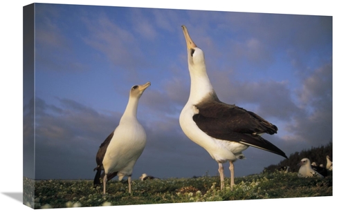 Global Gallery GCS-451425-1624-142 16 x 24 in. Laysan Albatross Courts