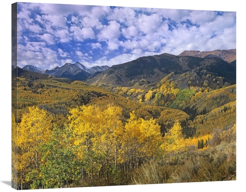 Global Gallery GCS-396006-36-142 36 in. Quaking Aspen in Autumn, C