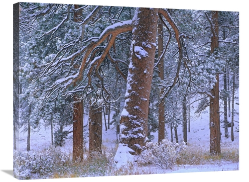 24 x 32 in. Ponderosa Pine Trees After Fresh Snowfall, Rocky Mount