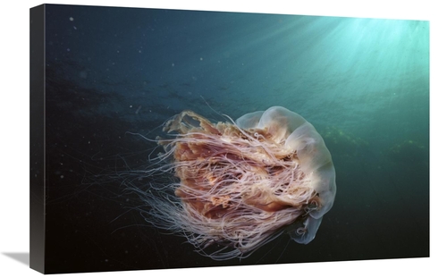 Global Gallery GCS-453550-1624-142 16 x 24 in. Lions Mane Jellyfish Jo