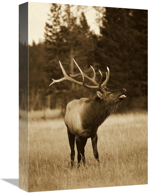 Global Gallery GCS-453674-1218-142 12 x 18 in. Elk Male Bugling During
