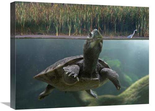 Global Gallery GCS-396465-1824-142 18 x 24 in. Turtle Breathing at Sur