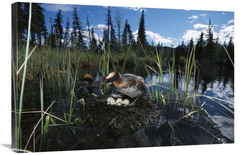 Global Gallery GCS-451917-2436-142 24 x 36 in. Horned Grebe Pair At Ne