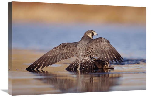 Global Gallery GCS-451964-2030-142 20 x 30 in. Peregrine Falcon Standi