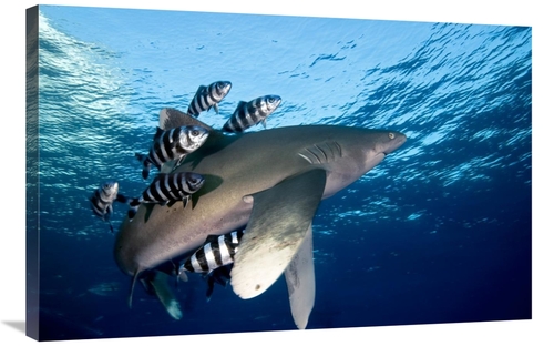 Global Gallery GCS-398223-2436-142 24 x 36 in. Oceanic White-Tip Shark