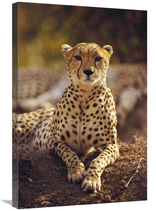 Global Gallery GCS-452761-2030-142 20 x 30 in. Cheetah Portrait, M