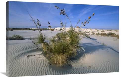 24 x 36 in. Soaptree Yucca in Gypsum Dunes, White Sands National M