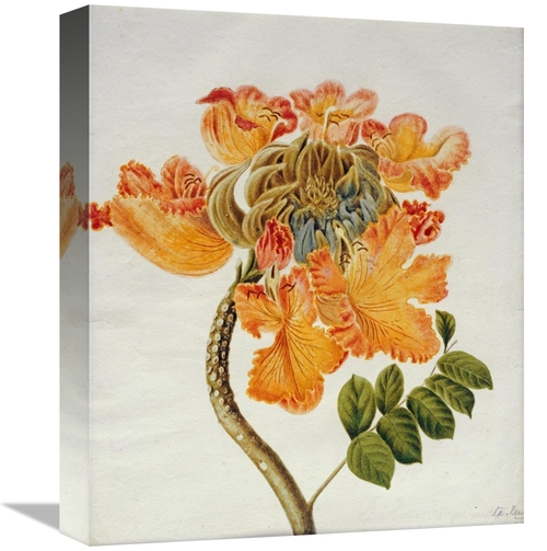 Global Gallery GCS-266284-16-142 16 in. African Tulip Art Print - Engl