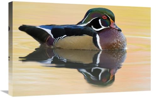 Global Gallery GCS-397405-2030-142 20 x 30 in. Wood Duck Male in Breed