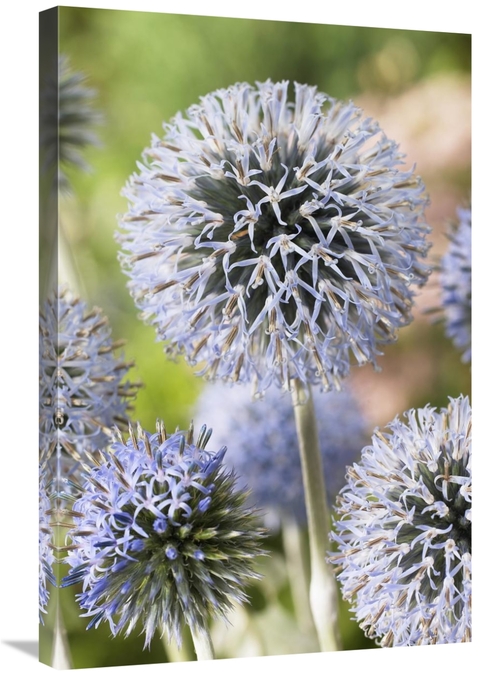 Global Gallery GCS-398381-2030-142 20 x 30 in. Globethistle Blue Pearl