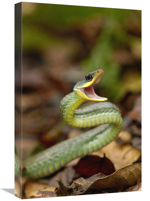 Global Gallery GCS-453199-1624-142 16 x 24 in. Mountain Sipo Defensive