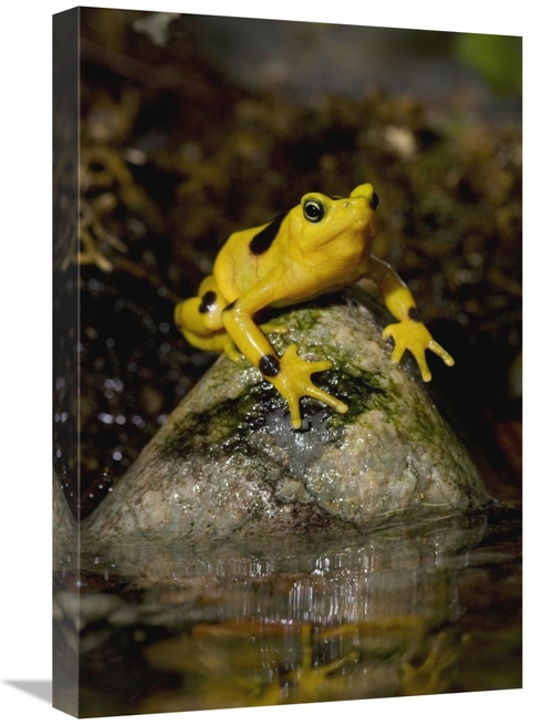 Global Gallery GCS-450917-1624-142 16 x 24 in. Panamanian Golden Frog&